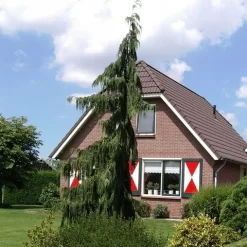 Cypres (Chamaecyparis Nootkatensis 'Pendula') 17 Cypres (Chamaecyparis Nootkatensis 'Pendula') -Tuinplanten Winkel chamaecyparis nootk. pendula