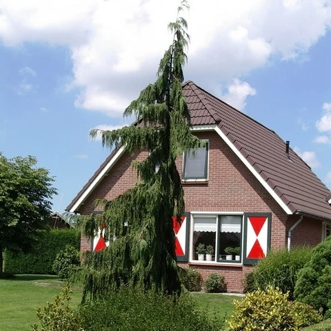 Cypres (Chamaecyparis Nootkatensis 'Pendula') 9 Cypres (Chamaecyparis Nootkatensis 'Pendula') - Afbeelding 9