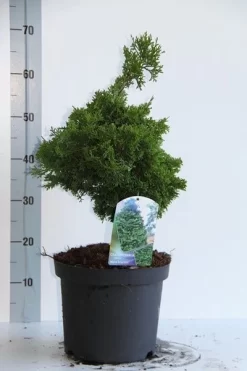 Dwergcypres (Chamaecyparis Obtusa 'Nana Gracilis') -Tuinplanten Winkel chamaecyparis o nana gracilis 30 35 cm co. 7.5l v