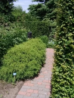 Cypres (Chamaecyparis Pisifera 'Filifera Nana') -Tuinplanten Winkel chamaecyparis pis. filifera nana