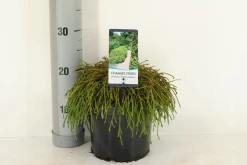 Cypres (Chamaecyparis Pisifera 'Filifera Nana') -Tuinplanten Winkel chamaecyparis pis. filifera nana c3 m 1