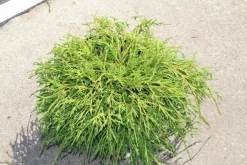 Cypres (Chamaecyparis Pisifera 'Filifera Nana') -Tuinplanten Winkel chamaecyparis pisifera filifera nana