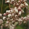 Chinese Lijsterbes (Sorbus Vilmorinii)