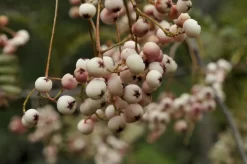 Chinese Lijsterbes (Sorbus Vilmorinii)