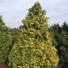 Cypres (Chamaecyparis Lawsoniana 'Golden Wonder')