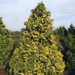 Cypres (Chamaecyparis Lawsoniana 'Golden Wonder')