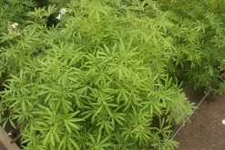 Choisya (Choisya 'Aztec Pearl') -Tuinplanten Winkel choisya aztec pearl 2