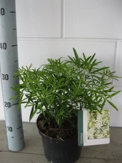 Choisya (Choisya 'Aztec Pearl') -Tuinplanten Winkel choisya aztec pearl c3 september