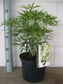 Choisya (Choisya 'Aztec Pearl') -Tuinplanten Winkel choisya aztec pearl c5 10 08 2018