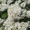 Choisya (Choisya Ternata 'White Dazzler')