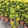 Cipres Als Bonsai (Cupressus Macrocarpa 'Aurea')