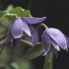 Bosrank (Clematis Alpina)