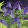 Bosrank (Clematis Alpina 'Helsingborg')
