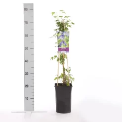 Bosrank (Clematis Alpina) 5 Bosrank (Clematis Alpina) -Tuinplanten Winkel clematis alpina