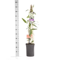 Bosrank, Groenblijvend (Clematis Armandii 'Apple Blossom') -Tuinplanten Winkel clematis apelblossom 1.00 1.25