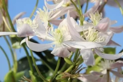 Bosrank, Groenblijvend (Clematis Armandii 'Apple Blossom') -Tuinplanten Winkel clematis armandii apple blossom 1