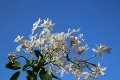 Bosrank, Groenblijvend (Clematis Armandii 'Apple Blossom') -Tuinplanten Winkel clematis armandii apple blossom 4