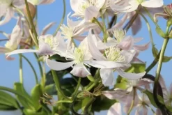 Bosrank, Groenblijvend (Clematis Armandii 'Apple Blossom') -Tuinplanten Winkel clematis armandii apple blossom 5
