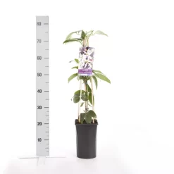 Bosrank, Groenblijvend (Clematis Armandii 'Apple Blossom') -Tuinplanten Winkel clematis armandii apple blossom 1