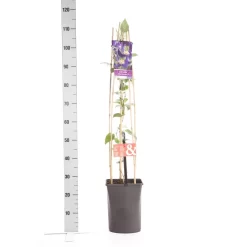 Bosrank (Clematis 'Blue Pirouette') -Tuinplanten Winkel clematis blue pirouette pbr 1.00 1.25 1