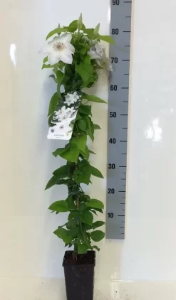 Bosrank (Clematis 'Henryi') -Tuinplanten Winkel clematis henryi 80 100 c2