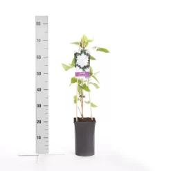 Bosrank (Clematis 'Jackmanii Alba') 5 Bosrank (Clematis 'Jackmanii Alba') -Tuinplanten Winkel clematis jackmanii alba