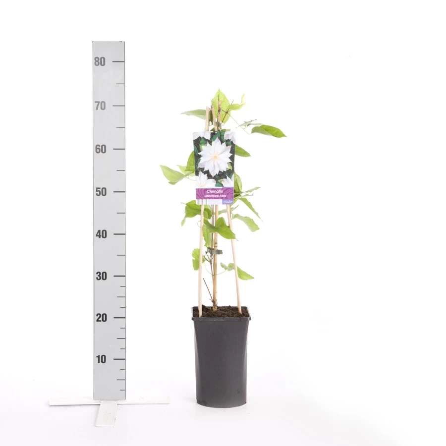 Bosrank (Clematis 'Jackmanii Alba') 3 Bosrank (Clematis 'Jackmanii Alba') - Afbeelding 3