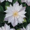 Bosrank (Clematis 'Jackmanii Alba')