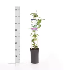 Bosrank (Clematis 'Madame Le Coultre') -Tuinplanten Winkel clematis madame le coultre 1