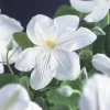 Bosrank (Clematis 'Madame Le Coultre')