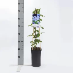 Bosrank (Clematis 'Mrs Cholmondeley') 10 Bosrank (Clematis 'Mrs Cholmondeley') -Tuinplanten Winkel clematis mrs. cholmondeley