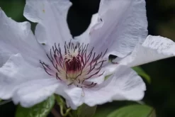 Bosrank (Clematis 'Snow Queen') -Tuinplanten Winkel clematis snow queen