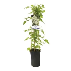 Bosrank (Clematis Vitalba) -Tuinplanten Winkel clematis vitalba 944014 1