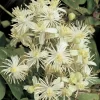 Bosrank (Clematis Vitalba)