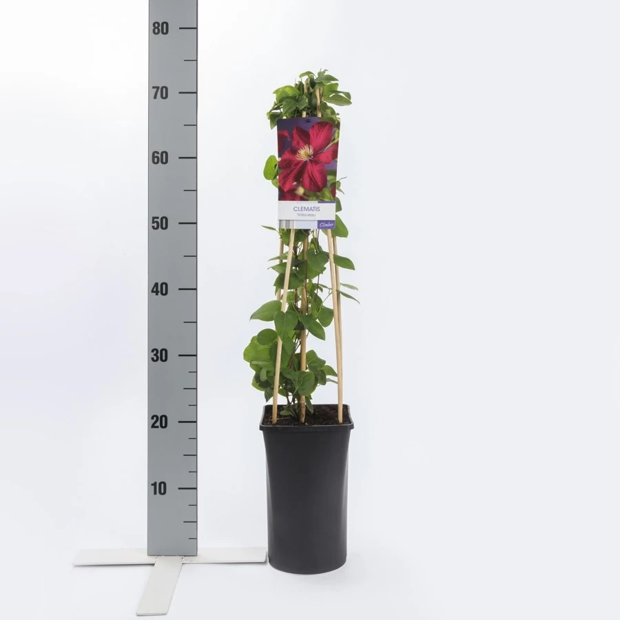 Bosrank (Clematis 'Voluceau') 2 Bosrank (Clematis 'Voluceau') - Afbeelding 2