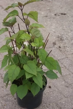 Pindakaasboom (Clerodendrum Bungei) -Tuinplanten Winkel clerodendrum bungei 1