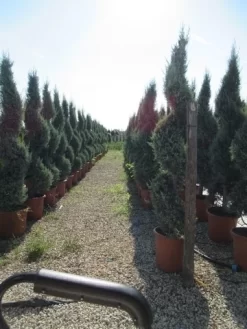Conifeer Als Spiraal (Thuja Occidentalis 'Smaragd') -Tuinplanten Winkel conifeer spiraal