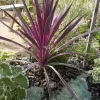 Cordyline (Cordyline Australis 'Electric Pink')