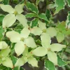 Bonte Kornoelje (Cornus Kousa 'Samaritan')