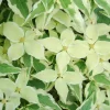 Bonte Kornoelje (Cornus Kousa 'Summerfun')