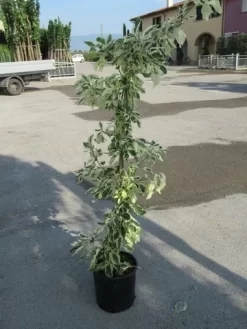 Kornoelje (Cornus Alternifolia 'Argentea') -Tuinplanten Winkel cornus alternifolia argentea