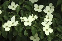 Japanse Kornoelje (Cornus Kousa)