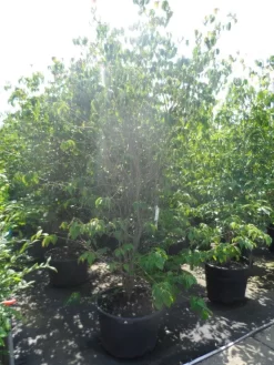 Kornoelje (Cornus Kousa 'China Girl') -Tuinplanten Winkel cornus kousa china girl 200 250 c90