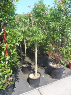 Japanse Kornoelje (Cornus Kousa) -Tuinplanten Winkel cornus kousa satomi 100stam c20