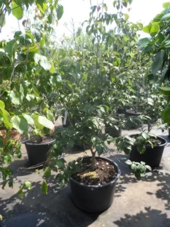 Japanse Kornoelje (Cornus Kousa) -Tuinplanten Winkel cornus kousa satomi 150 175 200