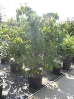Japanse Kornoelje (Cornus Kousa) -Tuinplanten Winkel cornus kousa satomi 200 225