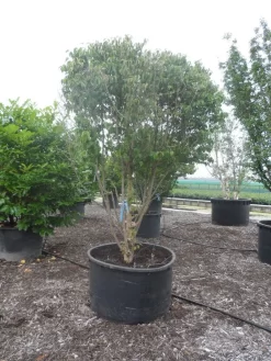 Gele Kornoelje (Cornus Mas) -Tuinplanten Winkel cornus mas ombrella c600