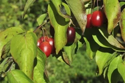 Gele Kornoelje (Cornus Mas) -Tuinplanten Winkel cornusmas vruchtv01
