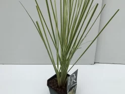 Dwerg Pampasgras (Cortaderia Selloana 'Mini Goldpampas') -Tuinplanten Winkel cortaderia mini goldpampas v2 1