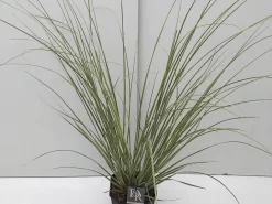 Dwerg Pampasgras (Cortaderia Selloana 'Mini Goldpampas') -Tuinplanten Winkel cortaderia mini goldpampas v5 1